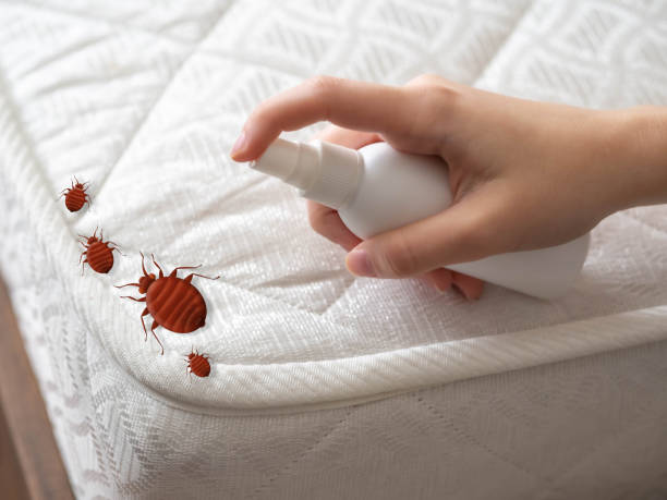 Reliable Killen, AL Pest Control Solutions