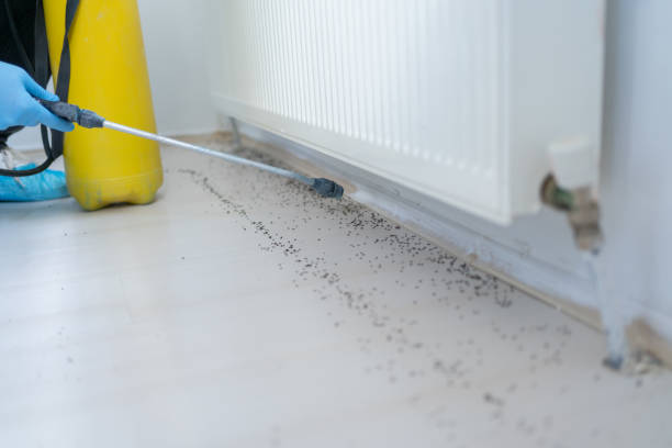 Best Local Pest Control Services  in Killen, AL